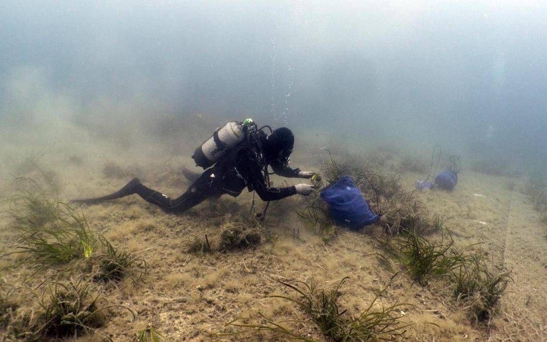 Findus rafforza l’impegno per la tutela del mare, lotta a plastiche e ripristino posidonia oceanica
