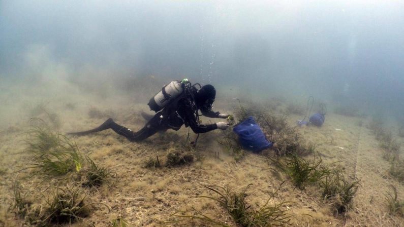 Findus rafforza l’impegno per la tutela del mare, lotta a plastiche e ripristino posidonia oceanica