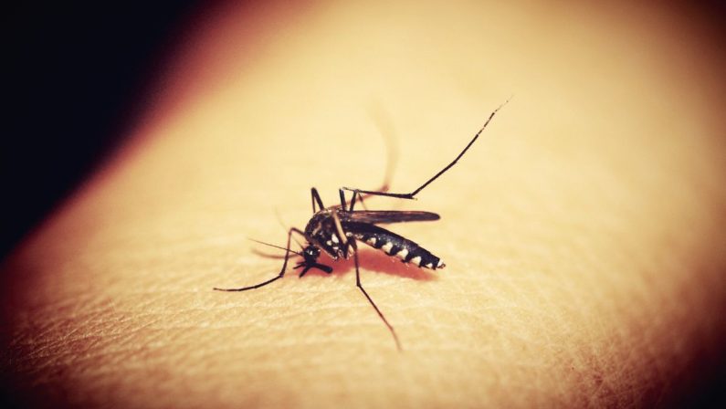 Dengue, l’Oms pubblica il primo processo di ottimizzazione dei farmaci con l’obiettivo di accelerare le cure pediatriche