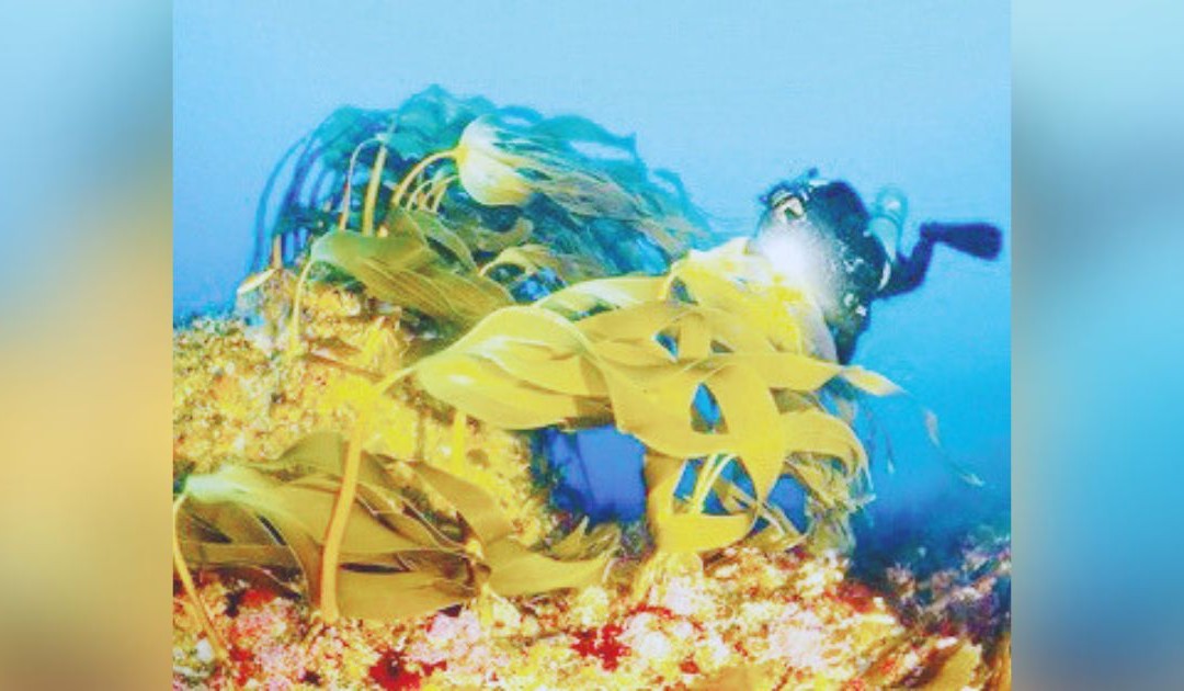 Il report di Greenpeace: il Mare dello Stretto è unico e da tutelare