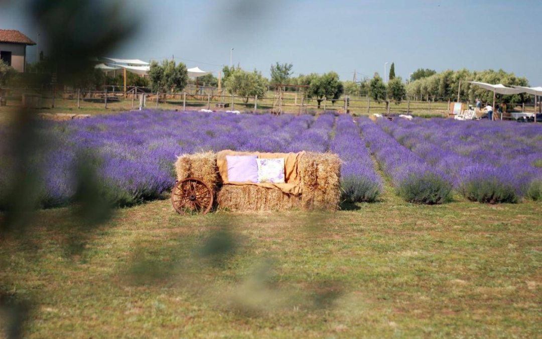 A giugno Roma si tinge di viola: torna la festa della lavanda al Lavandeto di Roma