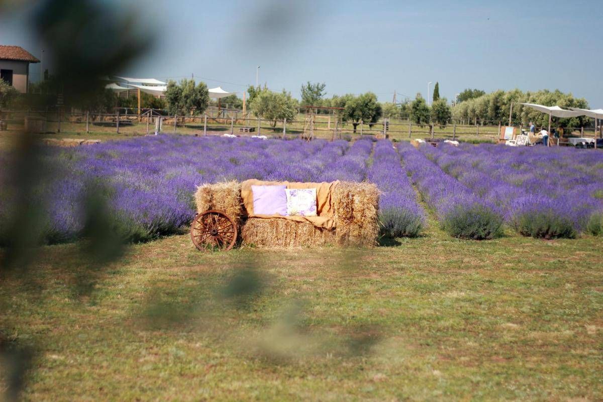 https://www.quotidianodelsud.it/wp-content/uploads/2026/06/lavandeto-di-roma.jpeg