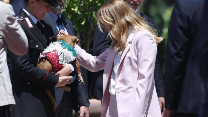 Italia-Corea, Meloni si fa foto con ‘Briciola’: cagnolina mascotte Carabinieri ‘star’ a Villa Pamphlij