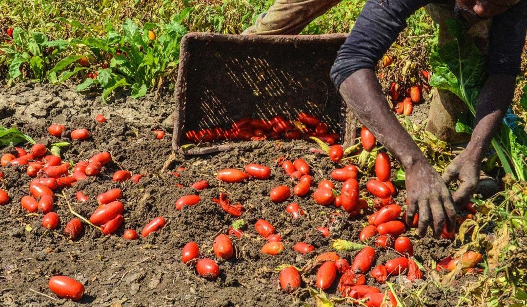 La denuncia di un lavoratore tunisino: «10mila euro per il decreto flussi e sfruttamento senza contratto»