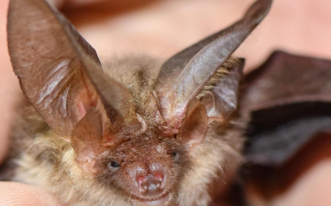 Si sveglia con un pipistrello sul viso, 11enne muore di rabbia: nessun segno di morso