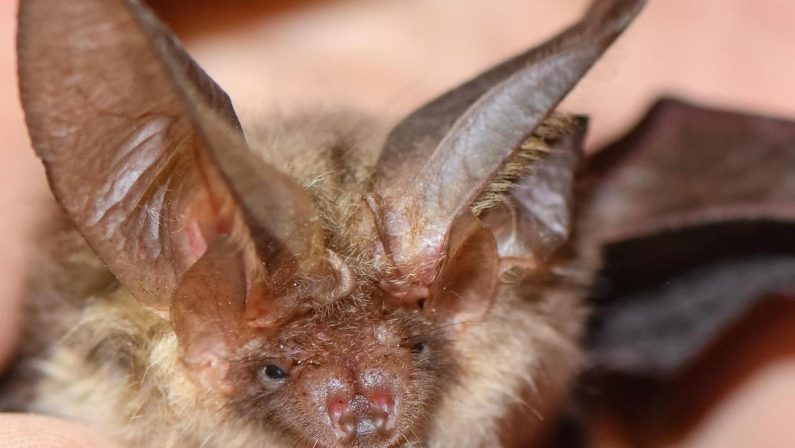 Si sveglia con un pipistrello sul viso, 11enne muore di rabbia: nessun segno di morso