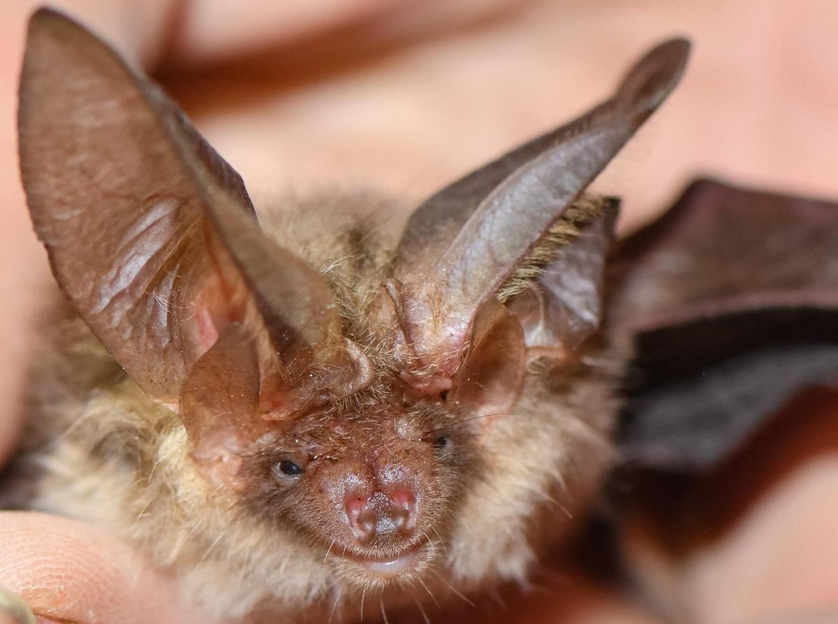 https://www.quotidianodelsud.it/wp-content/uploads/2026/06/pipistrello-repertorio-ipa-fg.jpeg