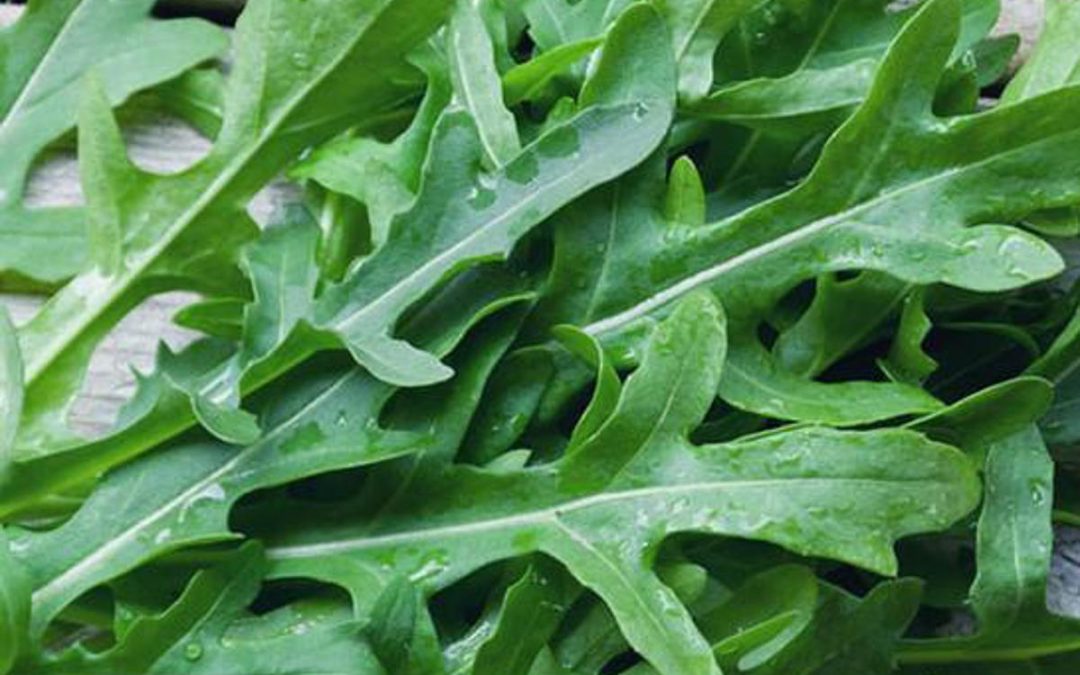 Dalla rucola un aiuto contro obesità e glicemia alta, lo studio