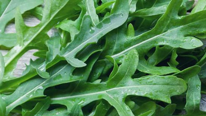 Dalla rucola un aiuto contro obesità e glicemia alta, lo studio