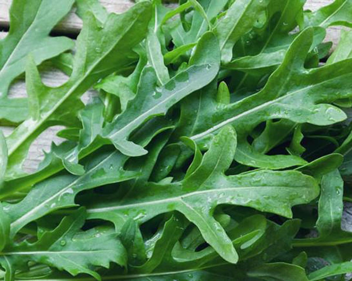 https://www.quotidianodelsud.it/wp-content/uploads/2026/06/rucola.jpeg