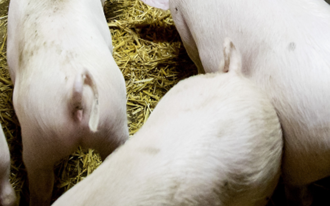 Peste suina africana, il primo caso in Toscana su animale domestico