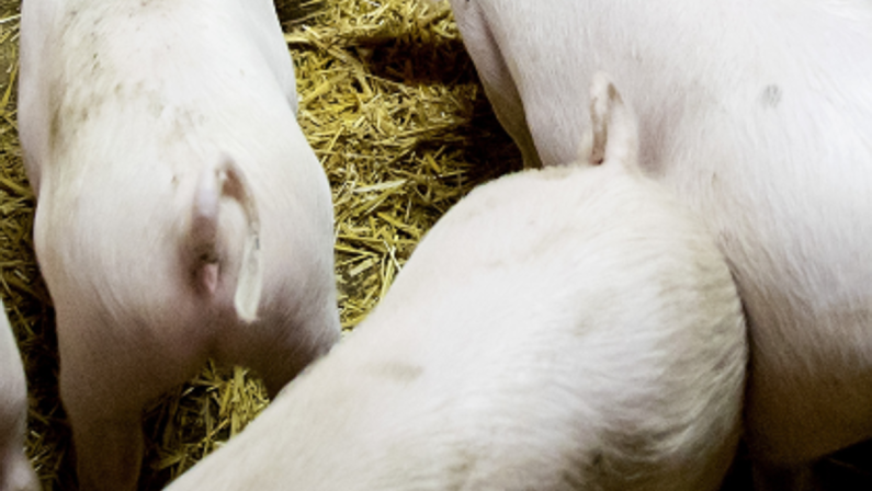 Peste suina africana, il primo caso in Toscana su animale domestico
