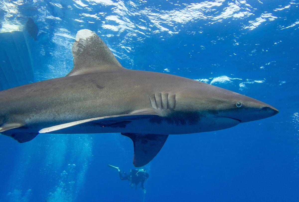 https://www.quotidianodelsud.it/wp-content/uploads/2026/06/squalo-marsa-alam-agenzia-fotogramma-ipa.jpeg