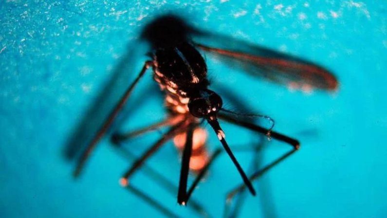 West Nile, primo caso di infezione in Veneto