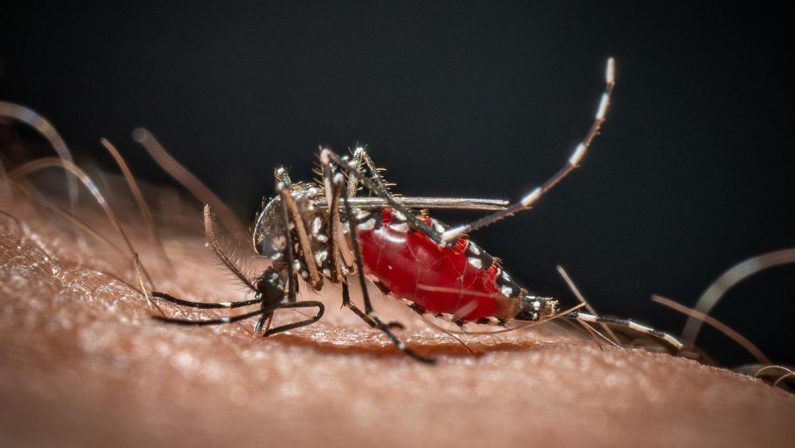 Da Dengue a West Nile, in Italia 40 specie di zanzare: ecco come difendersi