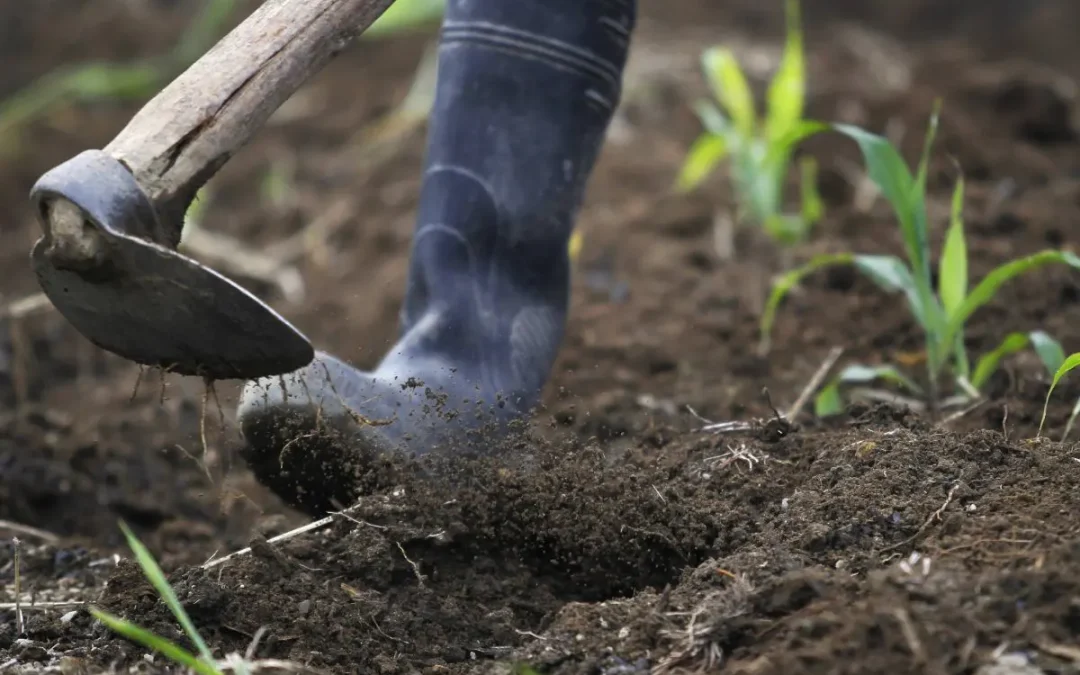 Cina, gli scarti agricoli diventano biochar ad alto valore