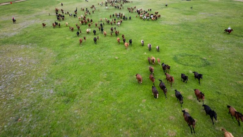 La Cina punta sulle sue praterie per migliorare l’ecosistema nazionale