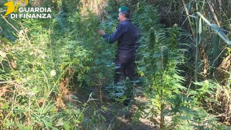 Catanzaro, scoperte due piantagioni di Canapa Indiana lungo il fiume Corace