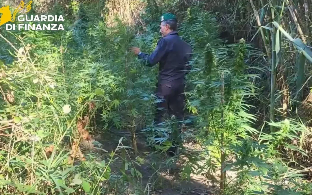 Scoperte due vaste piantagioni di canapa indiana lungo il fiume Corace, sequestrate 160 piante