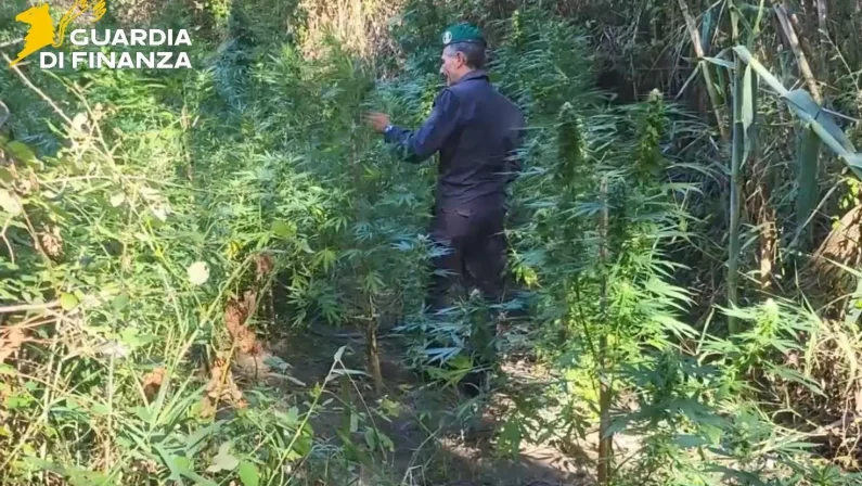 Scoperte due vaste piantagioni di canapa indiana lungo il fiume Corace, sequestrate 160 piante