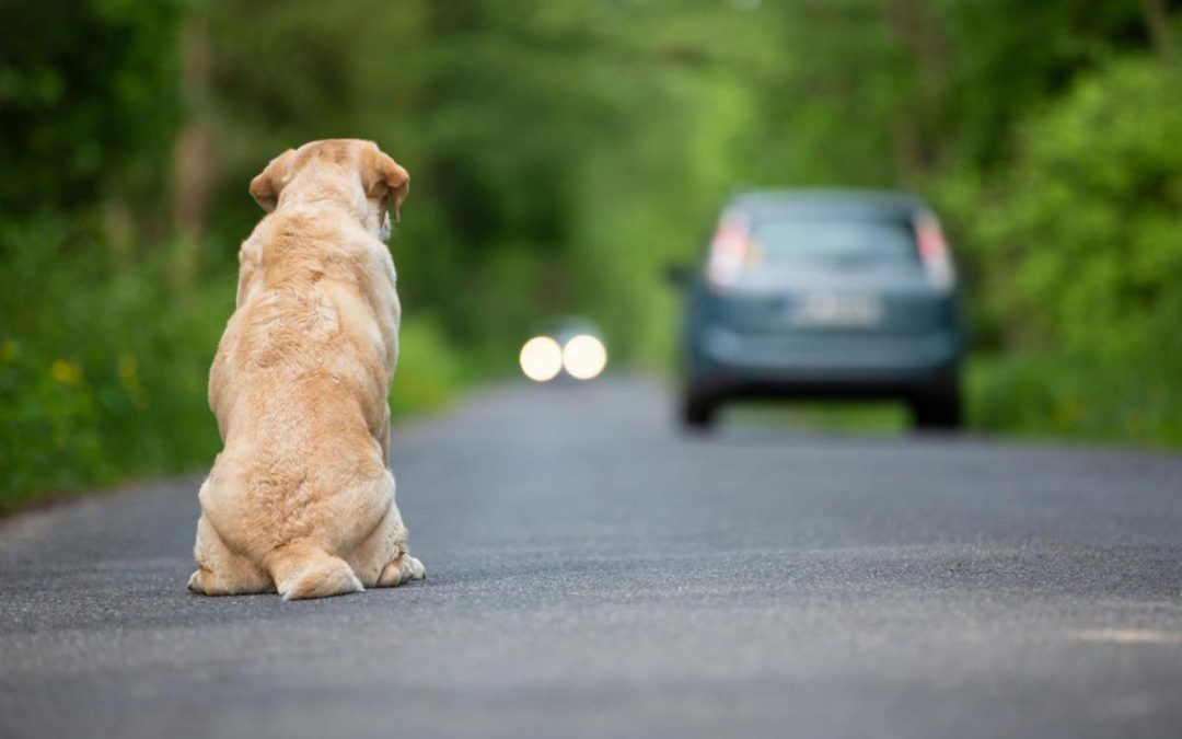 Ogni anno 130mila animali abbandonati, al via campagna Miav-Mutua Italiana Assistenza Veterinaria