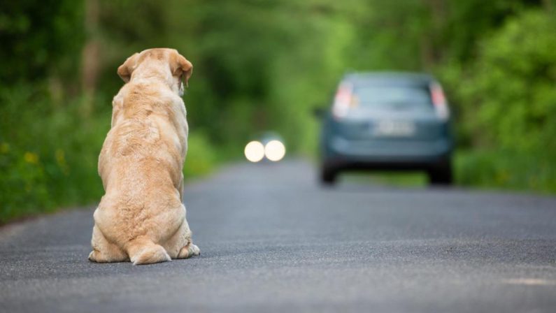 Ogni anno 130mila animali abbandonati, al via campagna Miav-Mutua Italiana Assistenza Veterinaria