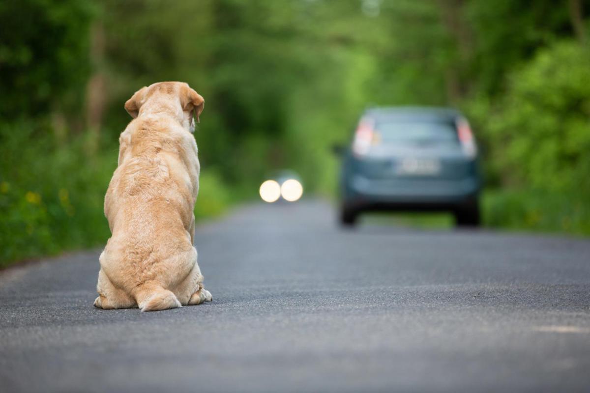https://www.quotidianodelsud.it/wp-content/uploads/2026/07/animali-abbandono-free.jpeg