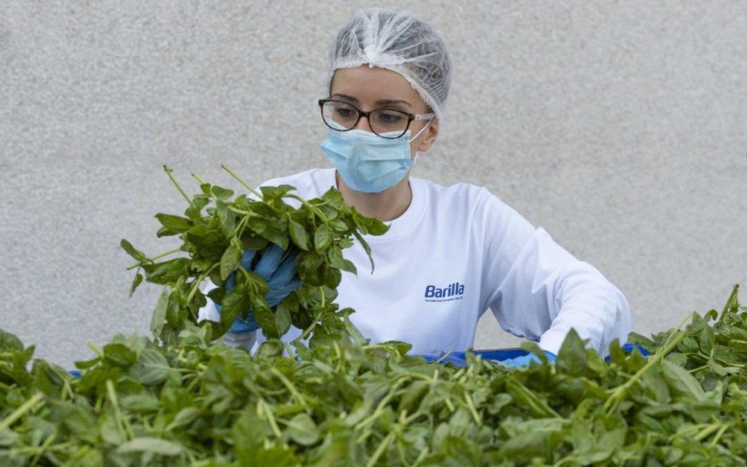 Barilla, 650mila analisi l’anno, 250 professionisti per sicurezza: la filiera del basilico dal campo al vasetto pesto
