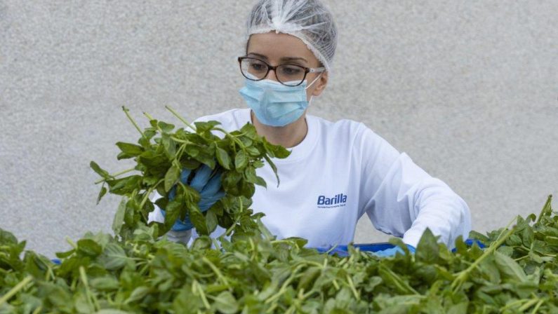 Barilla, 650mila analisi l’anno, 250 professionisti per sicurezza: la filiera del basilico dal campo al vasetto pesto