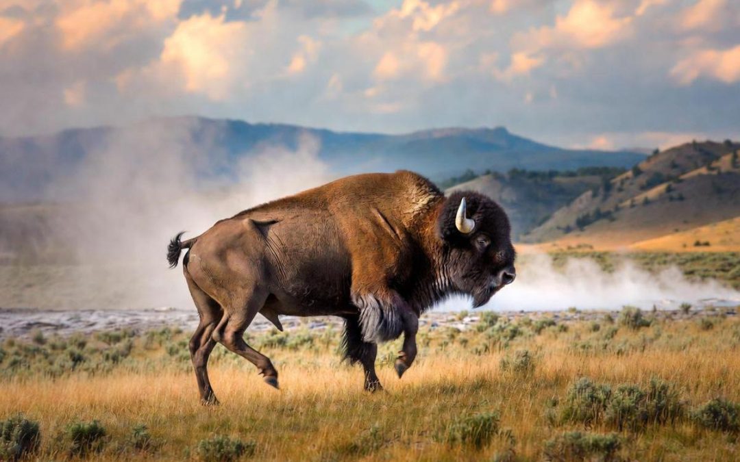 Il bisonte carica e fa volare il turista, l’attacco choc a Yellowstone
