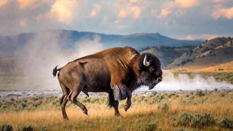 Il bisonte carica e fa volare il turista, l’attacco choc a Yellowstone