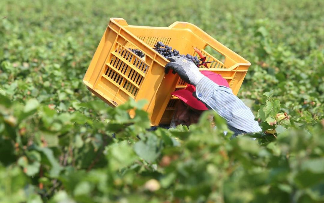 Pagavano 3 euro l’ora per turni da 14 ore nei campi, arrestati due imprenditori in Campania