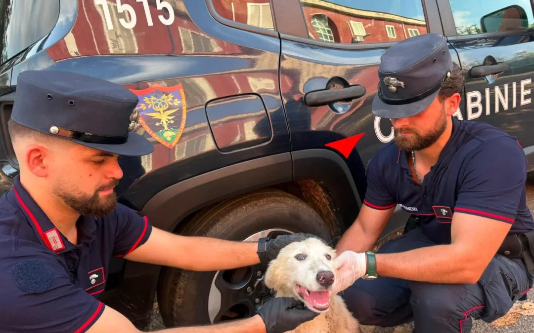 Abbandona cucciolo di cane tra i rifiuti nella periferia di Giugliano, individuato dalle telecamere