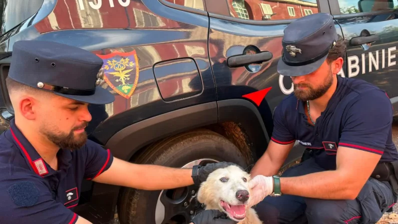 Abbandona cucciolo di cane tra i rifiuti nella periferia di Giugliano, individuato dalle telecamere