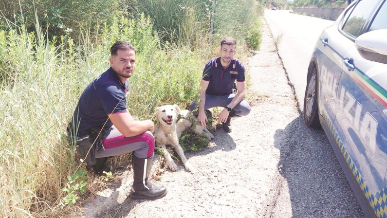 Cane in fin di vita salvato dalla polizia stradale