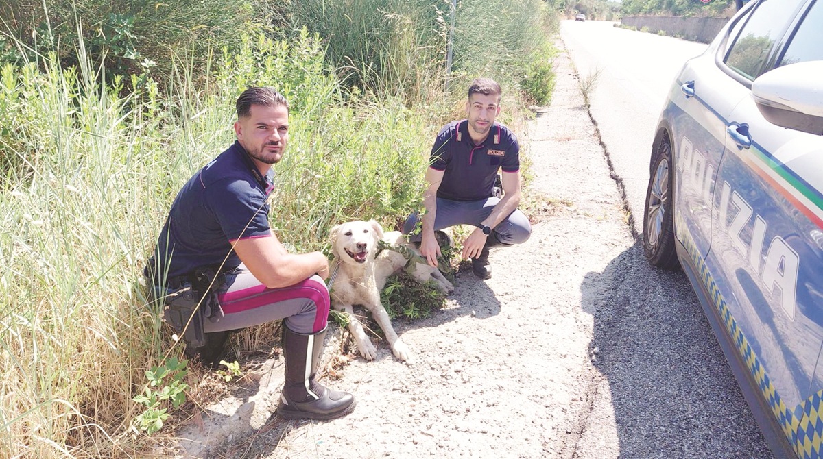 https://www.quotidianodelsud.it/wp-content/uploads/2026/07/cane-polizia-stradale.jpg