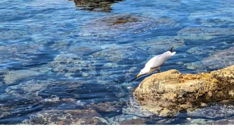 In Calabria il gabbiano pescatore: usa il pane come esca per attirare i pesci