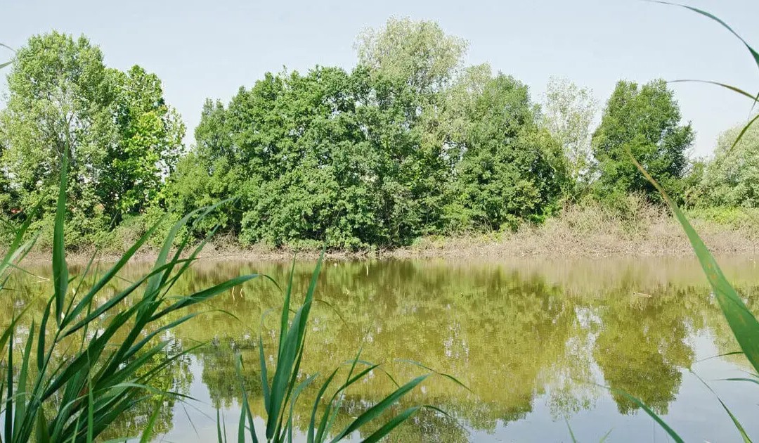 L’ex Oasi WWF del lago Pantano