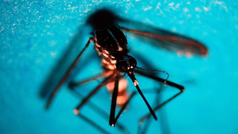West Nile, caso di encefalite a Napoli. Rezza: “Sorveglianze bloccate, serve soluzione”