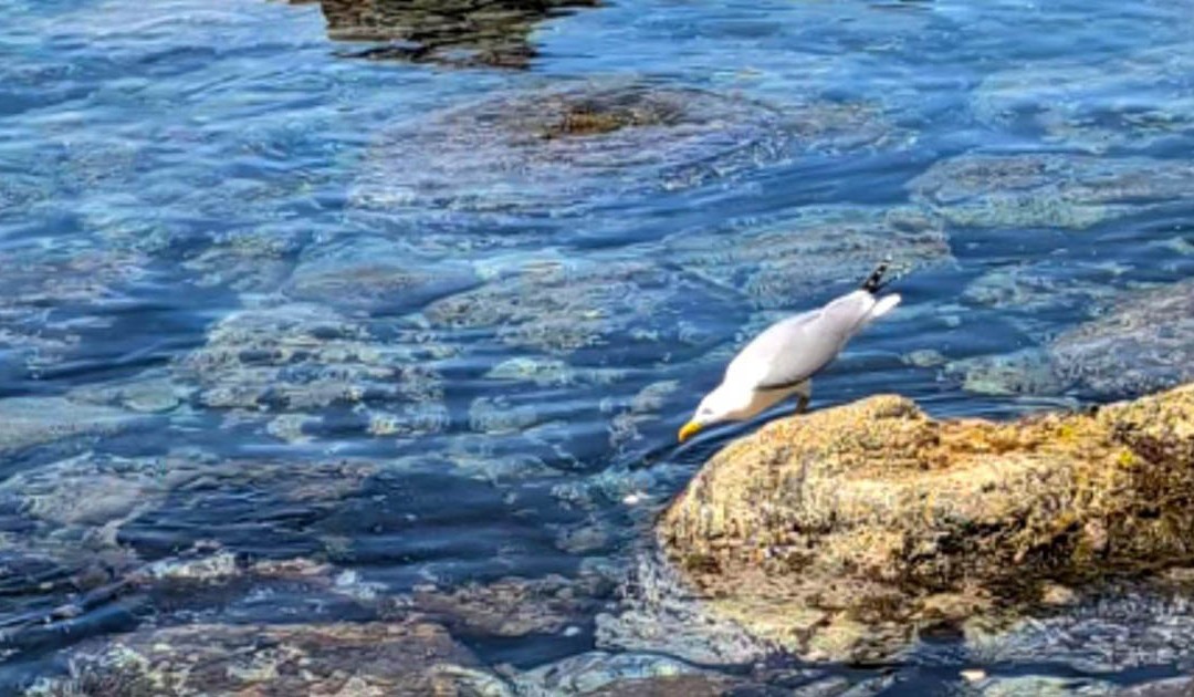 Il gabbiano in posizione: vigila dagli scogli sul pane-esca in attesa dell'arrivo dei pesci