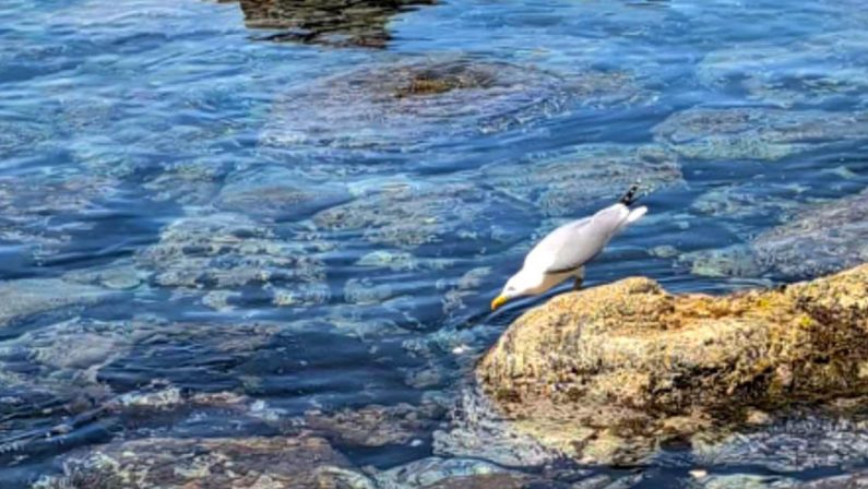 In Calabria il gabbiano pescatore: usa il pane come esca per attirare i pesci