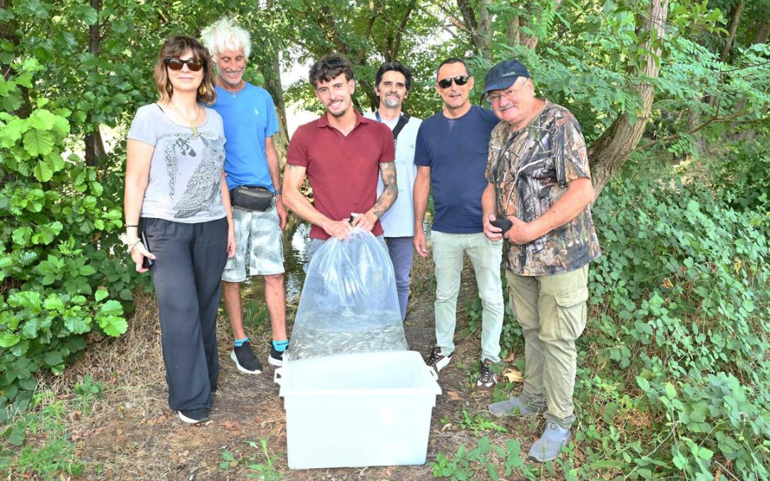 Gruppo Cap, 2.500 alborelle cresciute nel depuratore di Canegrate tornano nei fiumi lombardi