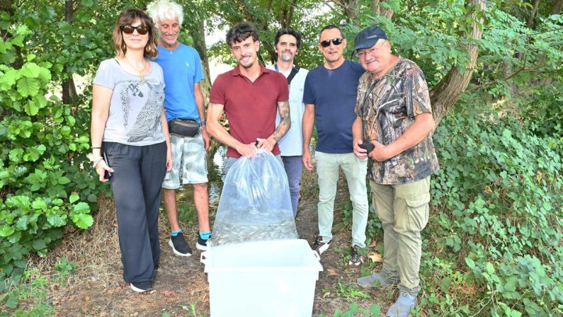 Gruppo Cap, 2.500 alborelle cresciute nel depuratore di Canegrate tornano nei fiumi lombardi