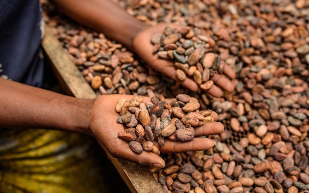 Alimenti, Icam presenta bilancio di sostenibilità 2025: la filiera del cacao che crea valore