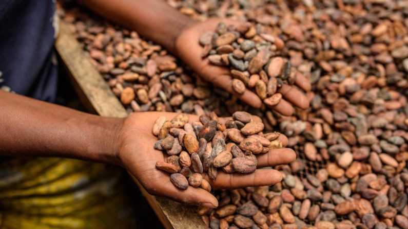 Alimenti, Icam presenta bilancio di sostenibilità 2025: la filiera del cacao che crea valore