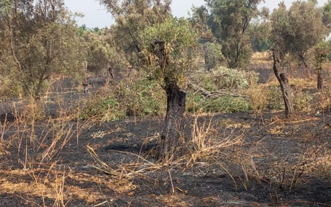 Gli ulivi bruciati dalle fiamme