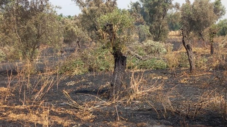 Devastati dagli incendi i terreni confiscati nella Piana di Gioia Tauro