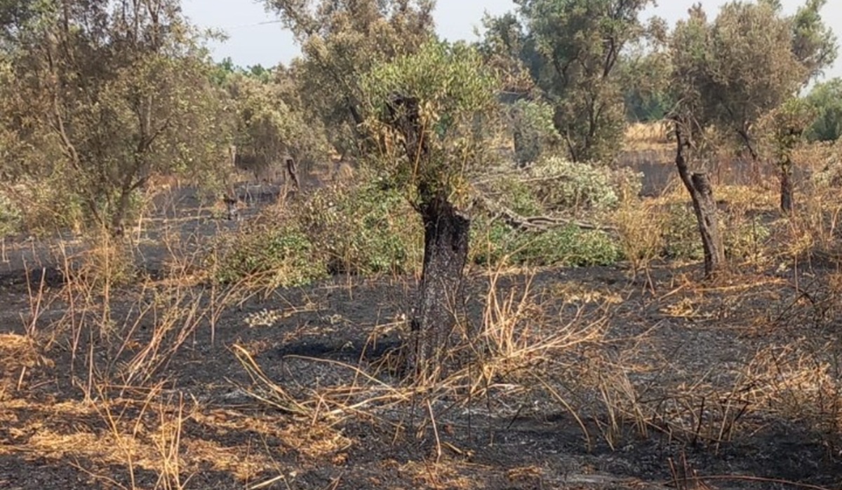 https://www.quotidianodelsud.it/wp-content/uploads/2026/07/incendi-terreni-confiscati-oppido.jpeg