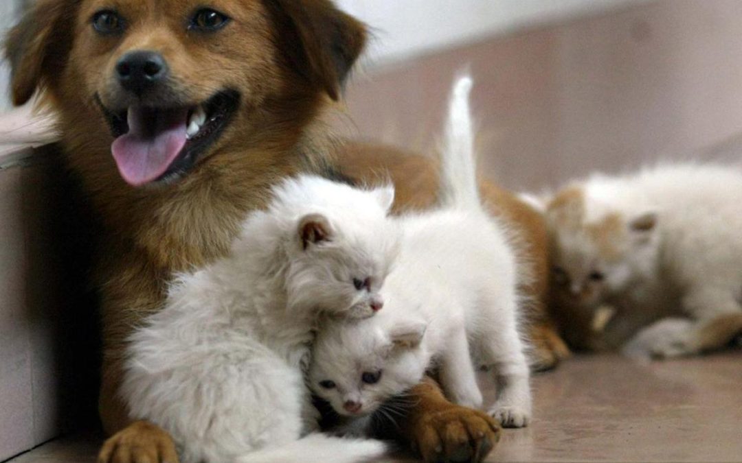 Acqua sempre disponibile e attenzione a superfici calde, 5 consigli per proteggere cani e gatti in estate