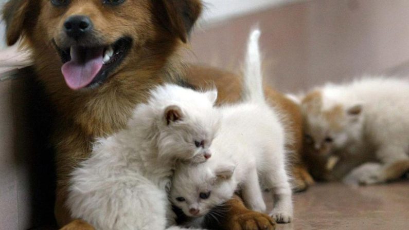 Acqua sempre disponibile e attenzione a superfici calde, 5 consigli per proteggere cani e gatti in estate